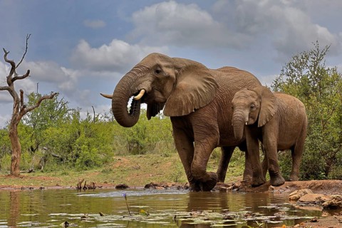 African elephant (Loxodonta africana), adult, bull, male, young, bull with young, at the water,