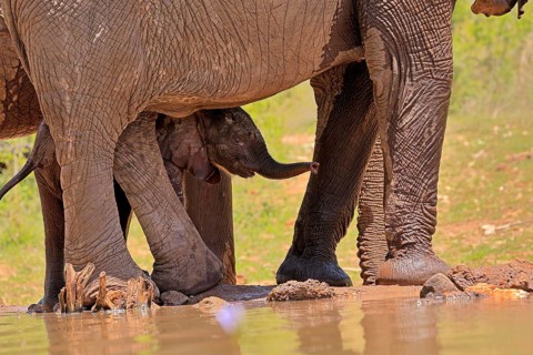 African elephant (Loxodonta africana), young animal, calf, baby elephant, mother, young animal with