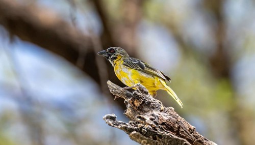 Village weaver (Ploceus cucullatus) on a branch, non-breeding male, Etosha National Park, Namibia,