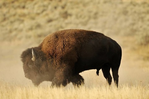 American bison (Bos bison, Bison bison), male, Yellowstone National Park, Wyoming, USA, North