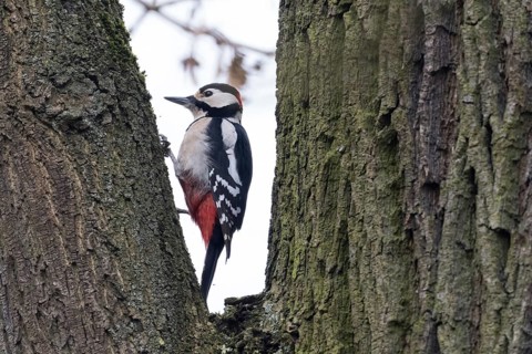 Great spotted woodpecker (Dendrocopos major) on tree trunk, Hesse, Germany, Europe