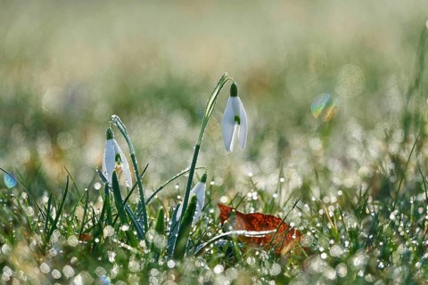 Snowdrops with morning dew, February, Germany, Europe
