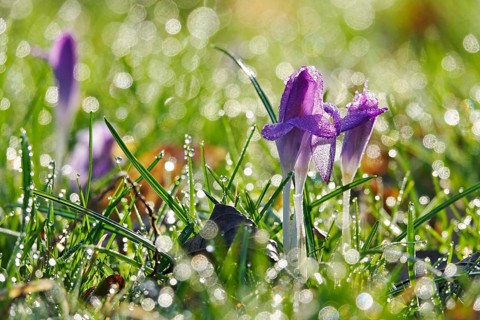 Crocus blossom, winter morning, February, Germany, Europe