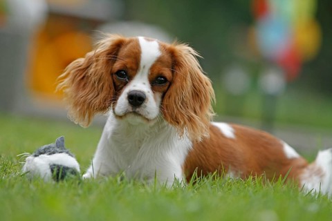 Cavalier King Charles Spaniel, kitten