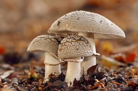 Pearl mushroom or blusher (Amanita rubescens), North Rhine-Westphalia, Germany, Europe