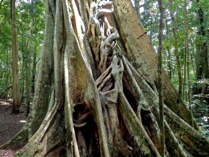 Strangler fig (Ficus aurea), Monteverde cloud forest, Costa Rica, Central America