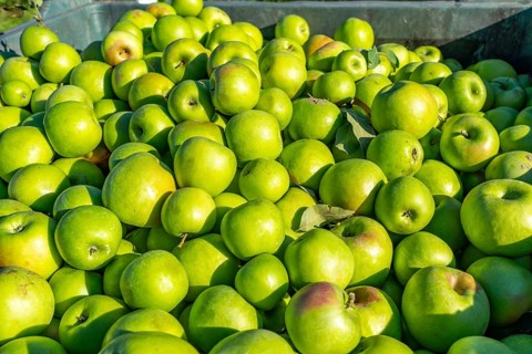Apple-growing region in the Adige Valley, South Tyrol, large areas under cultivation, in South
