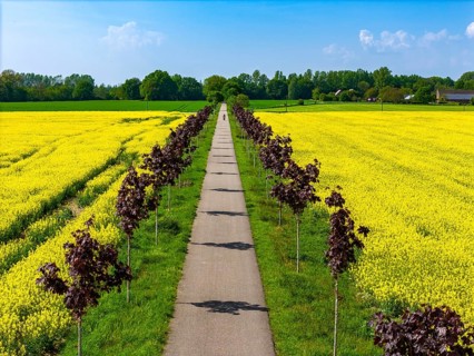 The avenue cycle path between Xanten and Marienbaum, Kalkar, on the Lower Rhine, former railway