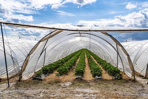 Agriculture, large areas with foil tunnels, for the cultivation of strawberries, wind farm, south