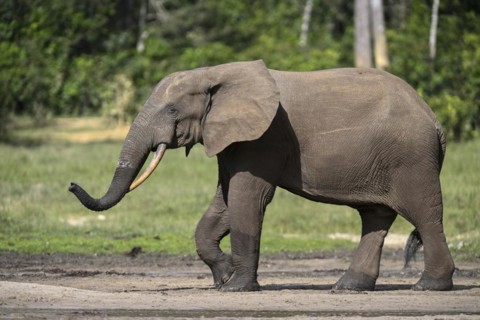 African forest elephant (Loxodonta cyclotis) in the Dzanga Bai forest clearing, Dzanga-Ndoki