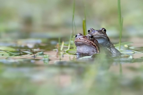 Two common frogs (Rana temporaria) in spawning waters, Austria, Upper Austria, Europe
