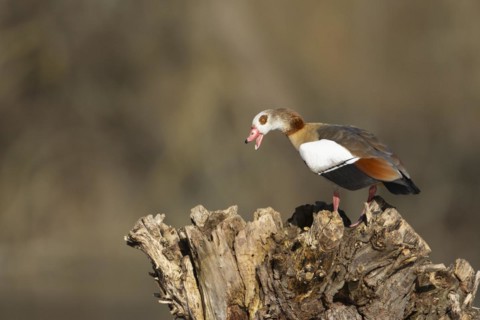 Egyptian goose (Alopochen aegyptiaca) adult bird calling on a tree stump, Suffolk, England, United