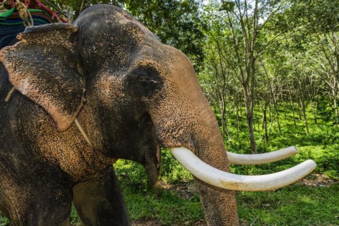 Asian elephant (Elephas maximus), Thai, Thai, Asian, trunk, animal, mammal, animal park, ivory,