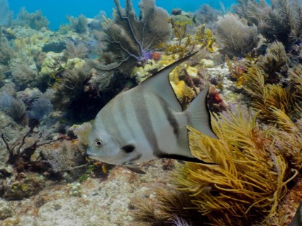 Atlantic spadefish (Chaetodipterus faber) in a typical Caribbean reef landscape. Dive site John