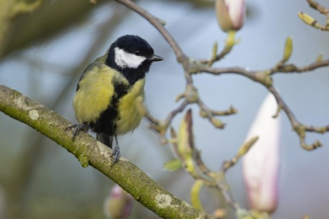 Great tit (Parus major) adult bird on a garden Magnolia tree branch with blossom in spring,