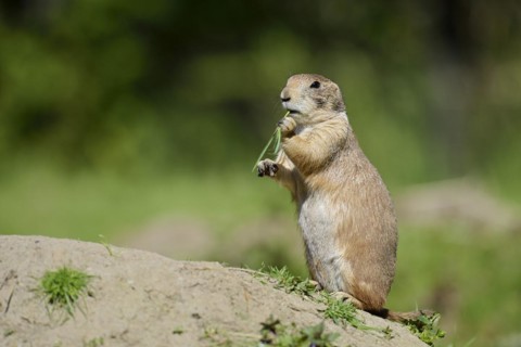 Black-tailed prairie dog (Cynomys ludovicianus) foraging, captive, occurring in North America