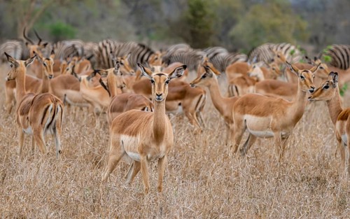 Herd of impala (Aepyceros melampus) in tall grass, black heeler antelope, Kruger National Park,