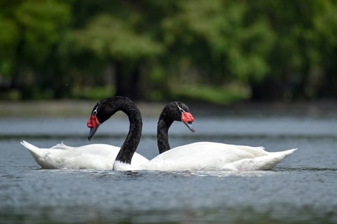 A pair of Black-necked swans (Cygnus melancoryphus) on a lake in a park in Buenos Aires, Argentina,