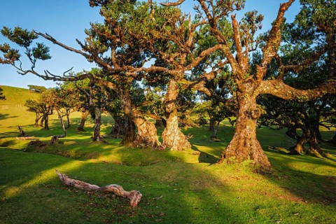 Centuries-old til trees in fantastic magical idyllic Fanal Laurisilva forest on sunset. Madeira