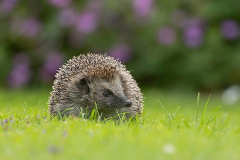 European hedgehog (Erinaceus europaeus) adult animal on a garden grass lawn in the summer, Suffolk,