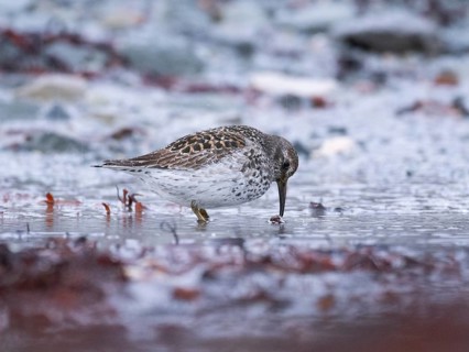 Purple sandpiper (Calidris maritima), foraging along the Arctic Ocean shoreline at low tide, in the