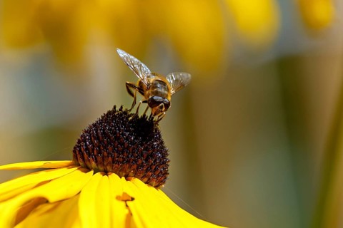 Hoverfly (Syrphidae) sits on a sunflower (Rudbeckia hirta), Baden-Württemberg, Germany, Europe