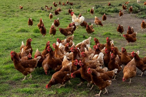 Chickens in a meadow (Gallus gallus domesticus), Münsterland, North Rhine-Westphalia, Germany,