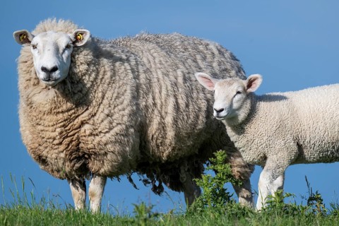Ewe with lamb on the dyke, Hauke-Haien-Koog, North Frisia, Schleswig-Holstein, Germany, Europe