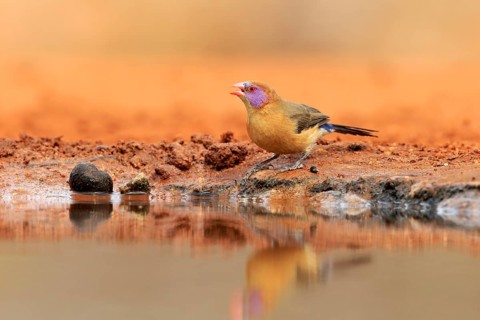 Garnet deer (Granatina granatina), adult, female, drinking, at the water, Kruger National Park,