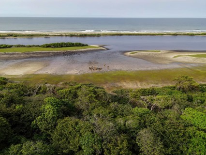Red buffalo or forest buffalo (Syncerus nanus) on a beach in Loango National Park, Parc National de