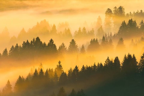 Fog and forest in Oberägeri in the canton of Zug, Switzerland, Europe