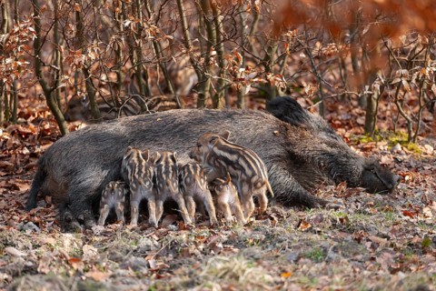 Wild boar, wild boar (Sus scrofa), a female lies on the ground and suckles young boars in the