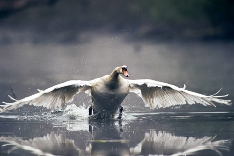 Mute swan. Cygnus olor. A swan lands on a river. Forest of La Wantzenau. Region of Alsace. France