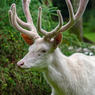 Leucistic red deer (Cervus elaphus) stag, white morph at forest edge with antlers covered in velvet