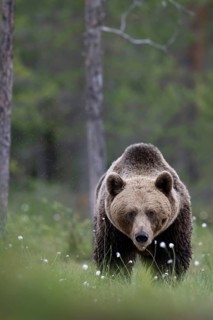 Brown bear (Ursus arctos) in the Finnish taiga, Kuusamo, Finland, Europe