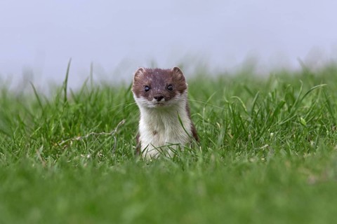 European Stoat, Ermine (Mustela erminea) close-up in field, Austria, Europe