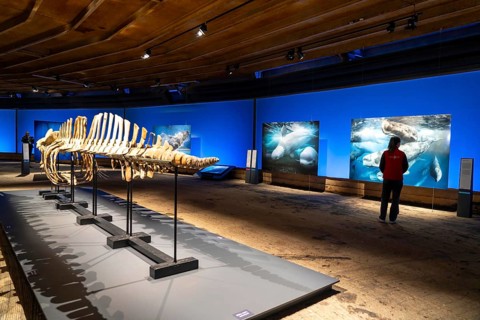 Plante Ozean exhibition in the Gasometer in Oberhausen, the world's oceans in their fragile beauty