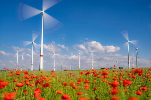 Wind farm, field with flower strips, insect-friendly border of fields with mixed flowers, poppies,