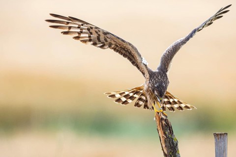 Montagu's harrier (Circus pygargus) wbl Germany