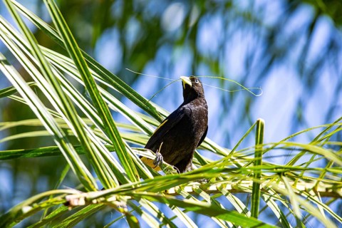 Yellow-rumped cacique (Cacicus cela) Pantanal Brazil