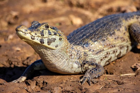 Spectacled caiman (Caiman crocodilius) Panatanal Brazil
