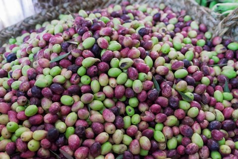 Selling olives at a traditional Moroccan market, Medina Fes, Morocco, Africa