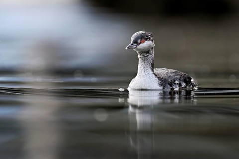 Slavonian grebe (Podiceps auritus), adult, in a white plumage, winter plumage, swimming in Lake