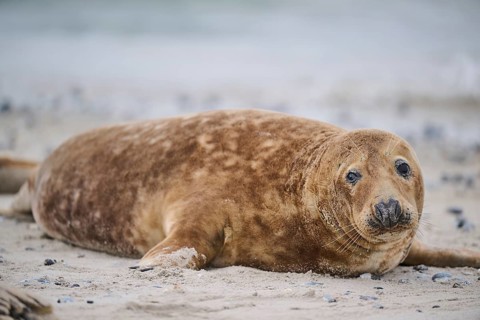 Grey seal (Halichoerus grypus) lying on the beach, Düne, Helgoland, Schleswig-Holstein, Germany,