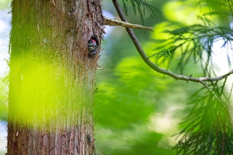 Great spotted woodpecker (Dendrocopos major), begging almost fledged young bird looking out of its