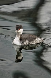 Slavonian Grebe (Podiceps auritus), adult, in adult plumage, winter plumage, swimming in Lake Zug,