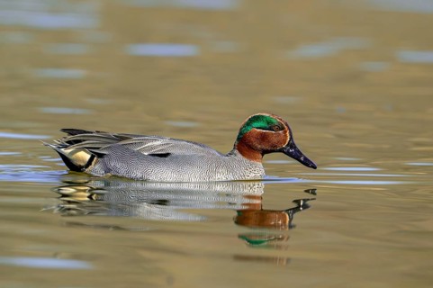 Eurasian teal, common teal, Eurasian green-winged teal (Anas crecca) adult male swimming in lake,