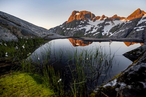 Rocky mountain peaks with reflection, small pond with cotton grass in moor landscape at Trollfjord