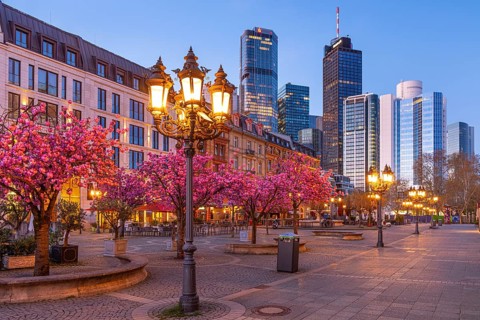The ornamental cherries on Opernplatz in Frankfurt am Main, near the Alte Oper, are in full bloom