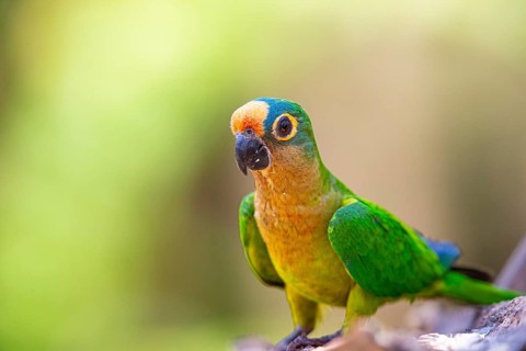 Peach-fronted conure (Aratinga aurea) Pantanal Brazil